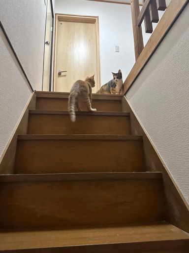 Others 3, 猫と泊まれる宿にゃんstay, Kure