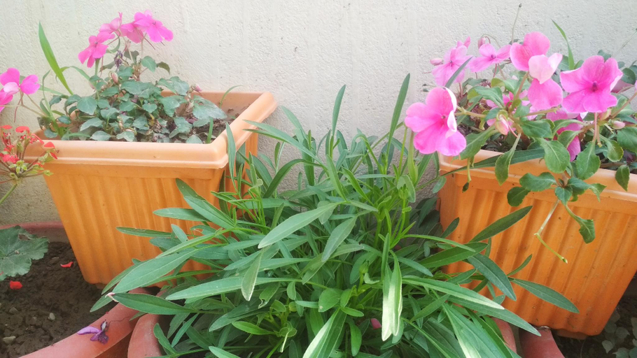 Others 3, Four Season Homestay Bhowali Bhimtal, Nainital