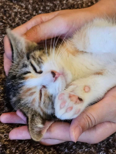 Others 4, 猫と泊まれる宿にゃんstay, Kure