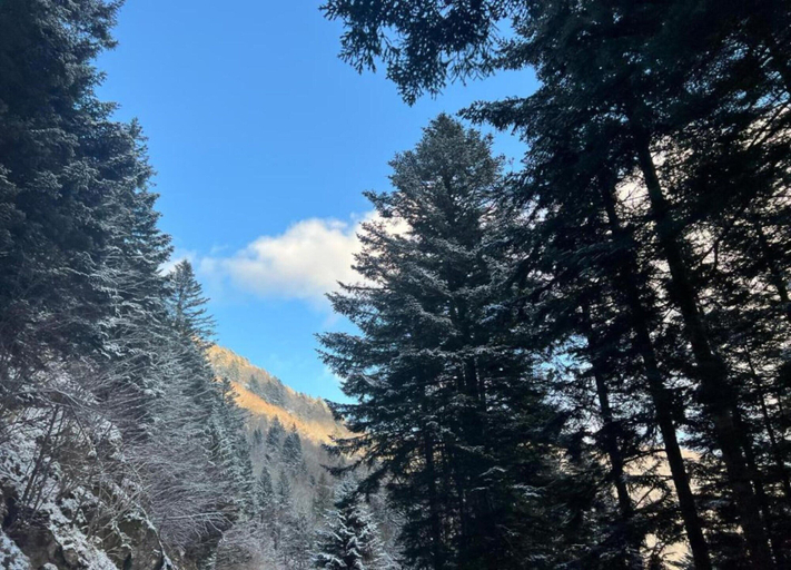 View from property 3, LA Pomme DE PIN 2 Appartement Avec Terrasse, Vosges