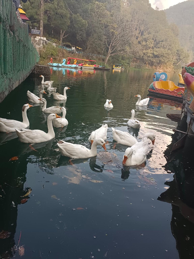 Others 4, Bhimtal Bliss Hotel, Nainital