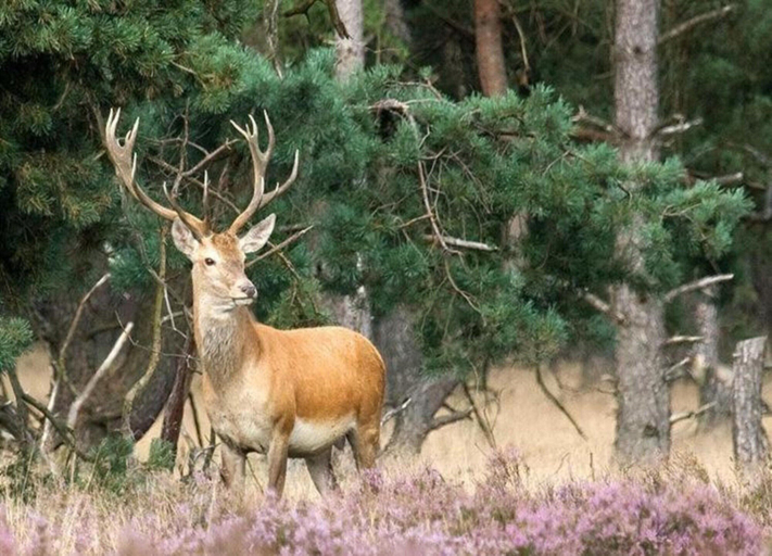 View from property 2, Zutendaal Forest Retreat, Limburg