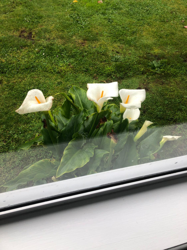 Others 5, Inglewood shared Home BNB, New Plymouth