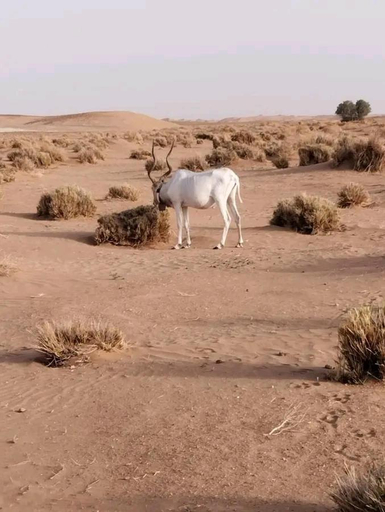 5, Sahara wild camping, Ouarzazate