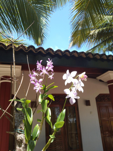 Others 3, Patini Bungalows - Beach Garden, Tangalle