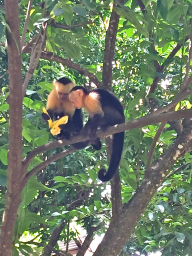Others 4, El Pargo Feliz, Puntarenas