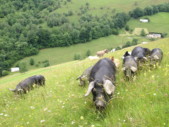 Others 4, Vie d'Estive, Hautes-Pyrénées