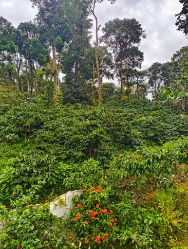 Others 3, Amberleaf Estate 4BHK Homestay Coorg by Homeyhuts, Kodagu