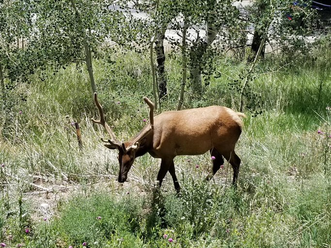 Others 2, Kokopelli Inn, Larimer
