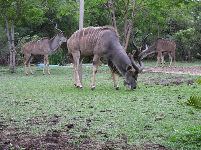 Others 5, Rhino Cottage, Ehlanzeni