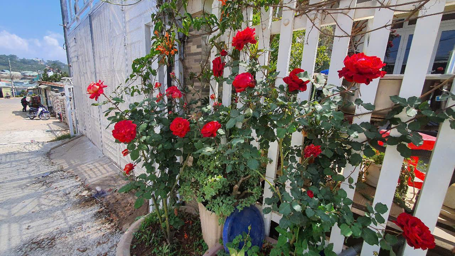 Others 5, Villa Strawberry Hong, Đà Lạt