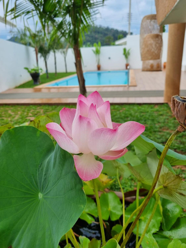 Others 2, 8 Palm Villa - Private Pool Villas in Aonang, Mueang Krabi
