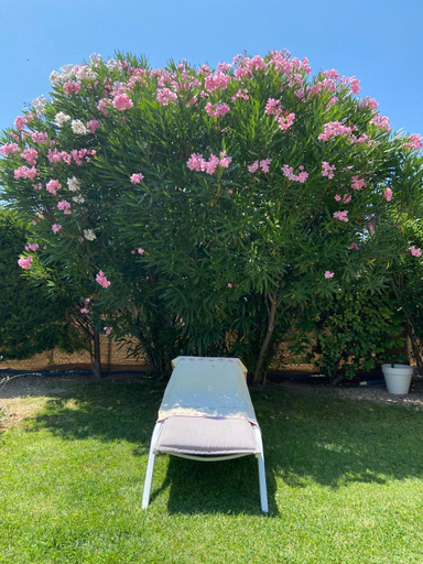 Others 5, L’oliveraie, Vaucluse