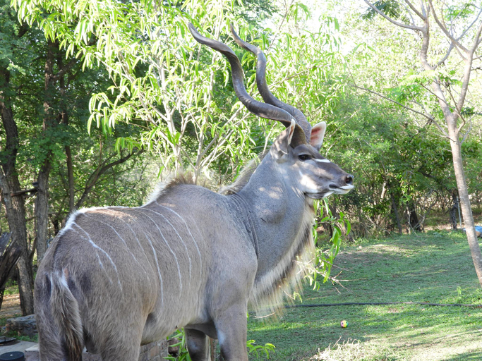 Others 3, Rhino Cottage, Ehlanzeni