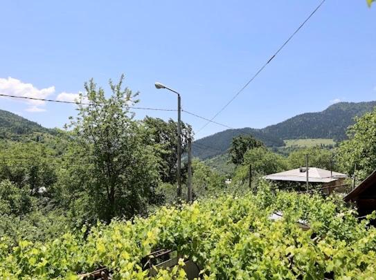 Others 4, borjomi wood edge, Borjomi