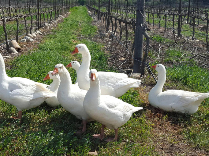 Others 4, Lemberg Wine Estate, Cape Winelands