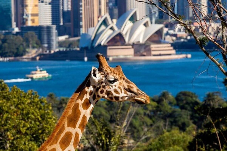 Others 3, KozyGuru | Sydney CBD | Vibrant City Studio, Sydney