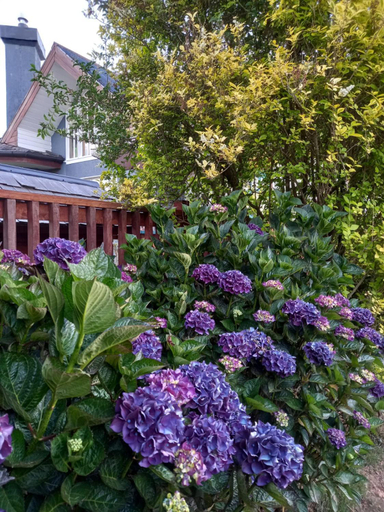 Others 5, Casa KASCHEL- Bed & Breakfast, Llanquihue