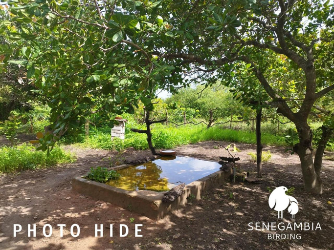 Others 5, Senegambia Birding Lodge - Full board - Bird Photohide, Kombo Saint Mary