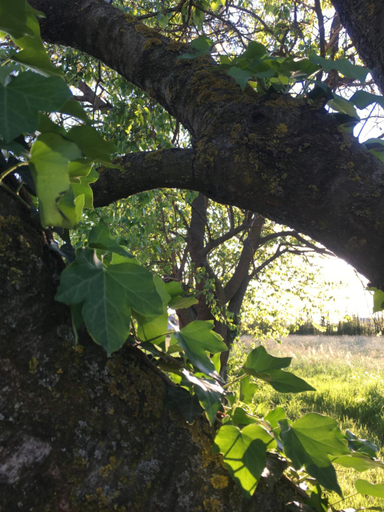 Others 5, Bed & Breakfast Il mio Gelso, Asti