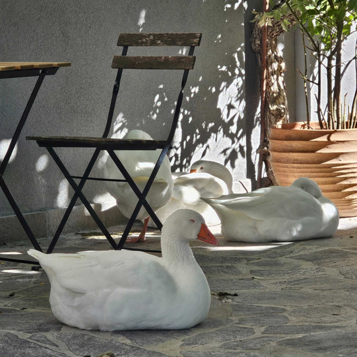 Pet-friendly 4, Room & Parking, Potenza