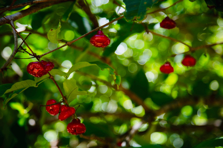 Garden 4, Krabi Kabin, Mueang Krabi