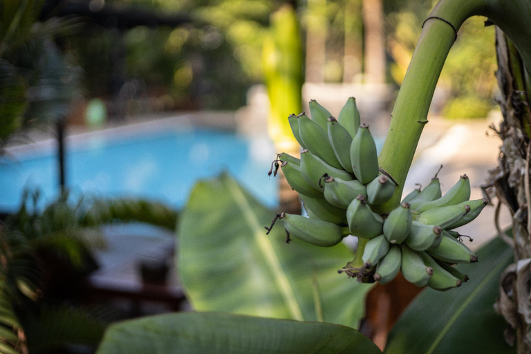 Food & Drinks 5, BANANA RESORT, Siem Reap