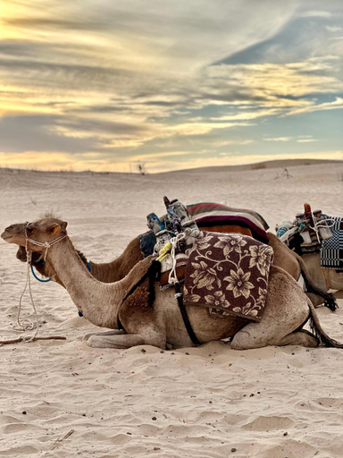 Others 4, Luxury Camp Dunes Insolites Sabria, Faouar