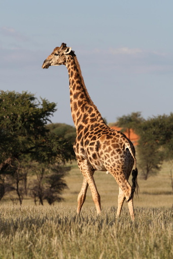 Others 4, Camelthorn Kalahari Lodge, Mariental Rural