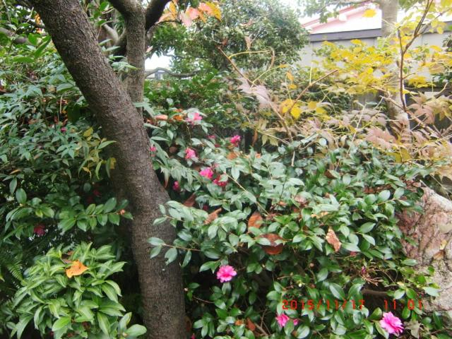 Others 3, Japanese Traditional House with beautiful garden., Hirakata