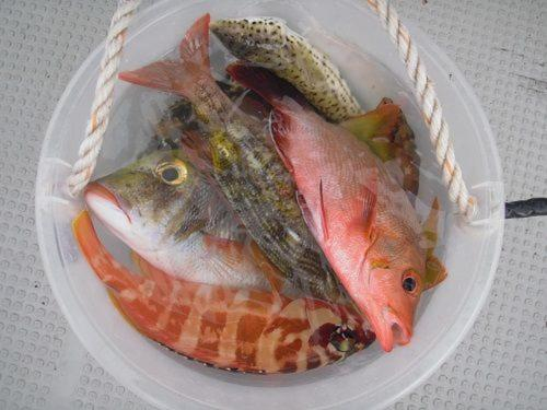 Others 4, ゲストハウス備瀬の海, Motobu