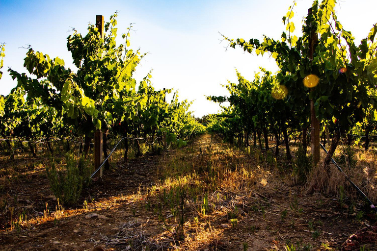 Others 4, THE VINEYARDS, Sassari