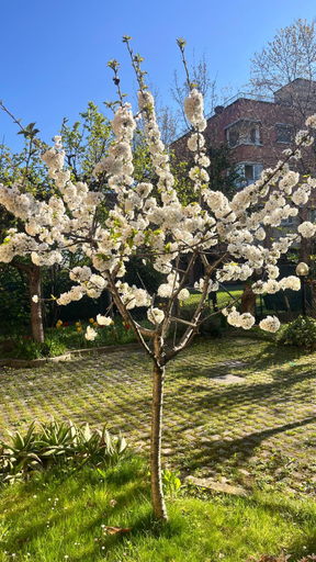 Others 4, Bloom as you are, Bologna