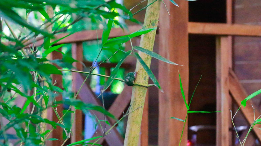 Others 3, Birds Bliss Cabana, Akmeemana
