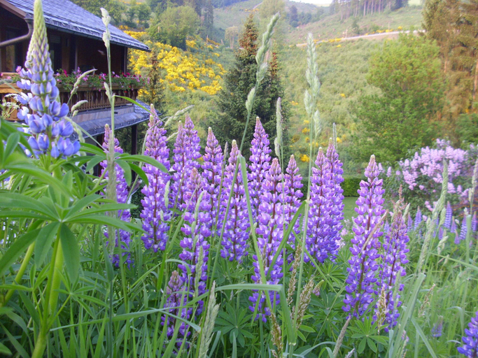 Others 5, Flat in Schmallenberg with garden, Hochsauerlandkreis