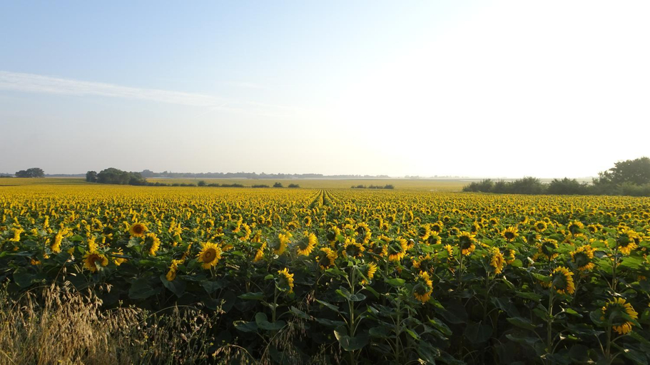 Others 4, Campagne Ocean, Charente-Maritime