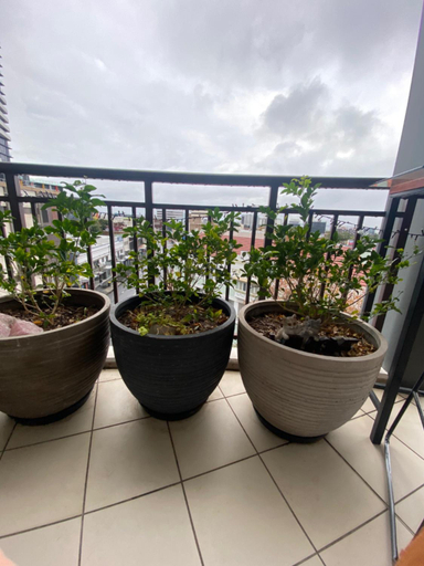 Others 5, It's Paradise Here, Private Room with Breakfast and 2 cats, Wollongong - Inner