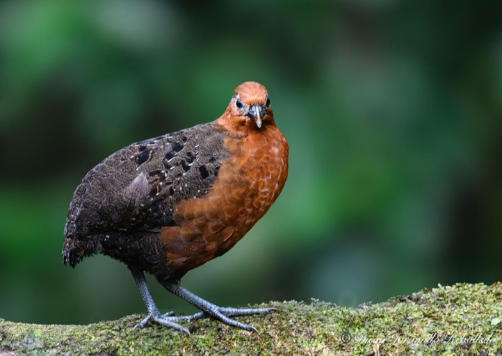 Others 4, San Felipe Lodge. Birding and Wellness, Santiago de Cali
