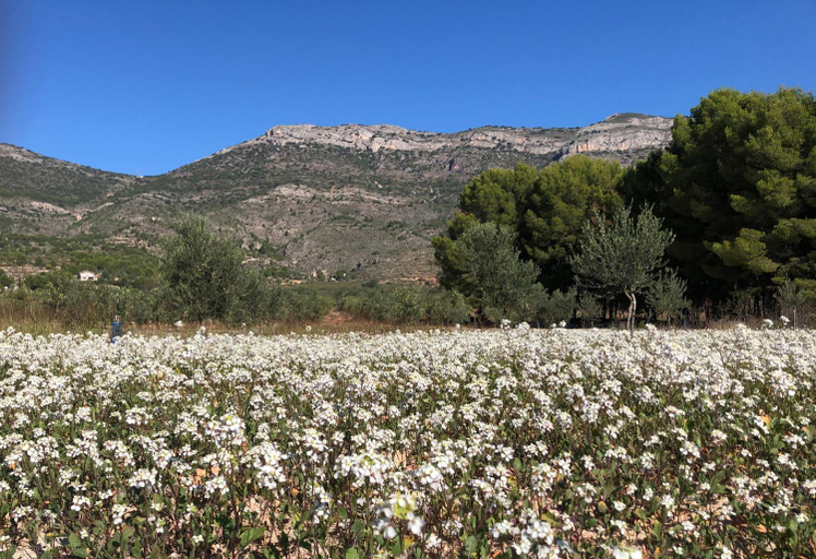 Others 4, Casa Rural Y Spa de Regina, Alicante