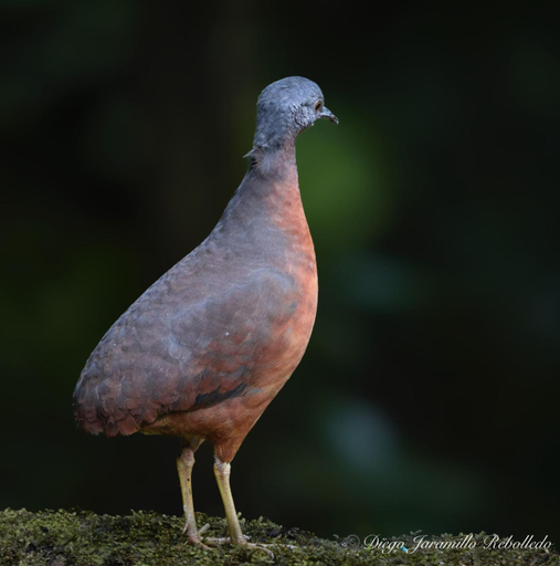 Others 5, San Felipe Lodge. Birding and Wellness, Santiago de Cali