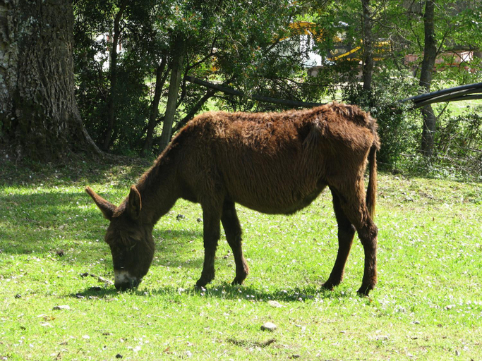 4, U Sortipiani, Haute-Corse