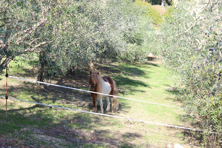 Others 3, Casale delle Rose B&B Fattoria, Teramo