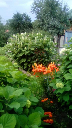 Others 2, Nadezhda, Suzdal'skiy rayon