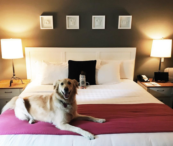 Bedroom 3, Summit Lodge Boutique Hotel Whistler, Squamish-Lillooet
