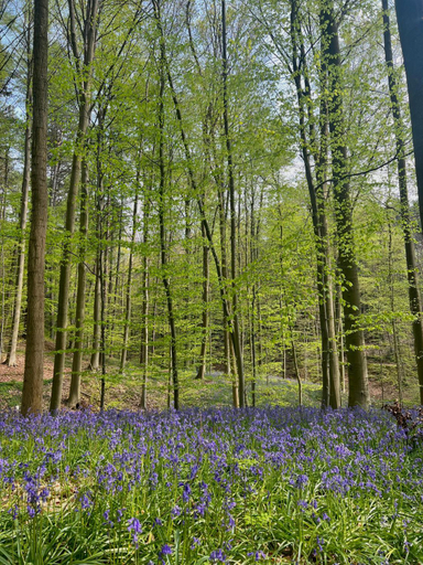 Others 5, Bois de Hal, Brabant Wallon