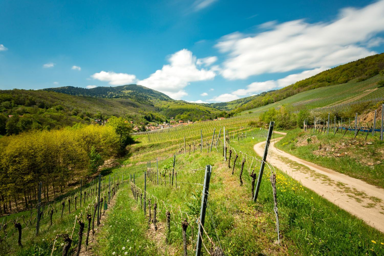 Others 4, Chambre du Vigneron - Domaine Leon BLEESZ, Bas-Rhin