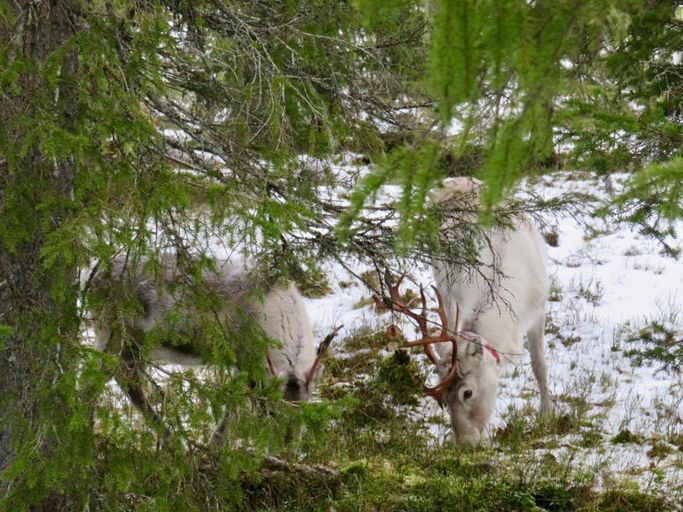 Others 3, B&B Adventures, Lapland