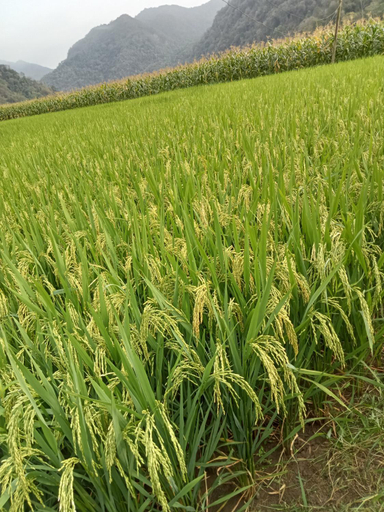 Others 3, Ba Be Village Homestay, Ba Bể