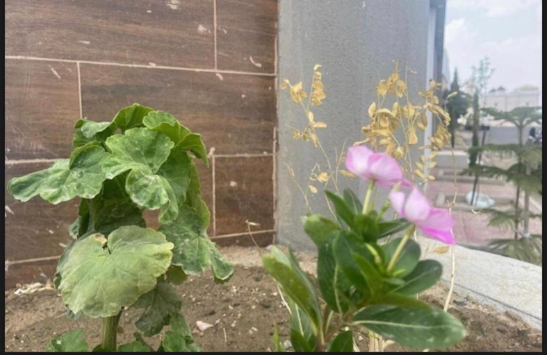Others 3, Villa Orchid Al Hada, Taif