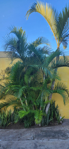 Others 4, 1606, Mazatlán
